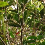 Elaeocarpus ovigerus