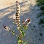 Mentha spicata Blüte