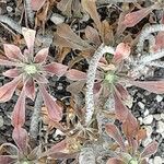 Aeonium goochiae Hoja