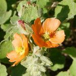 Sphaeralcea lindheimeri Flower