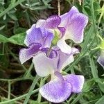 Lathyrus odoratus Flor