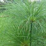 Cyperus giganteus Blad