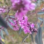 Indigofera australis Flower