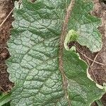 Verbascum chaixii Leaf