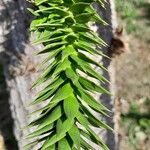 Araucaria araucana Leaf