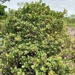 Syzygium caryophyllatum Хабит