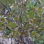 Erythrina abyssinica Лист