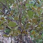 Erythrina abyssinica Leaf