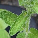 Salvia viridis Leaf