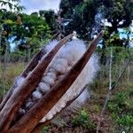 Ceiba pentandra