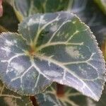 Cyclamen hederifolium Blad