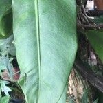 Philodendron linnaei Leaf