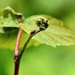 Rhodotypos scandens Fuelha