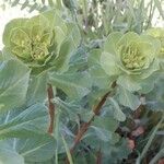 Euphorbia helioscopia Kvet