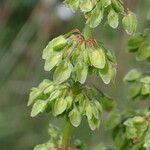 Rumex crispus Frucht