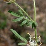 Anthyllis hamosa Other