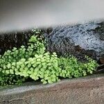 Adiantum capillus-veneris Hoja