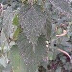 Urtica dioicaOther