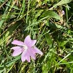 Malva moschataFlower