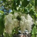 Fraxinus ornus Flor