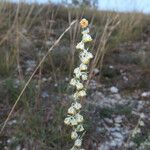 Artemisia alba Blüte