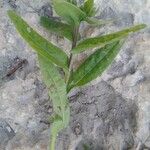 Nonea echioides Hoja