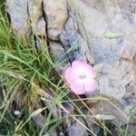 Dianthus sylvestrisFloare