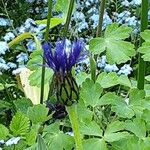 Centaurea montana Fleur