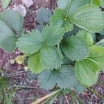 Fragaria vesca Leaf