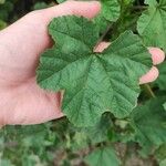 Malva parviflora Folha