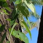 Ulmus minor Leaf