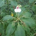 Impatiens tinctoria Цвят