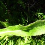 Leontodon hispidus Leaf