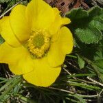 Geum montanum Flower