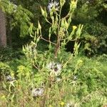 Lactuca canadensis Kvet