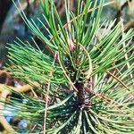 Pinus heldreichii Folha