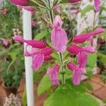 Salvia dorisiana Flower