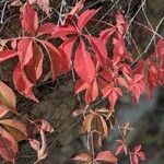 Parthenocissus quinquefolia Листок