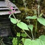 Stachys sylvaticaKukka