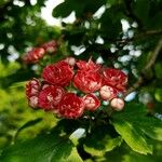 Crataegus laevigata Blüte