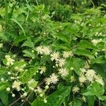 Clematis vitalbaফুল