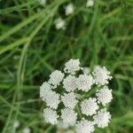 Oenanthe lachenalii Flower