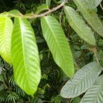 Perebea guianensis Hoja