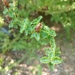 Hypericum balearicum Blatt