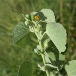 Abutilon hirtum Habit