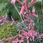 Hesperaloe parviflora Flor