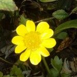 Ranunculus californicus Flors