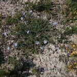 Linum lewisii Συνήθη χαρακτηριστικά