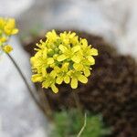 Draba lasiocarpa Flor