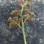 Asplenium ruta-muraria Flower